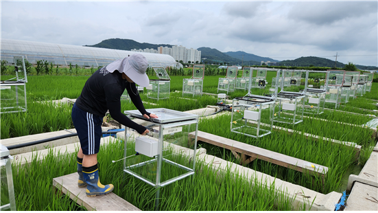 지역자원시스템공학전공 박성직 교수팀, ‘저탄소ㆍ고수익’ 벼농사법 제시 대표이미지
